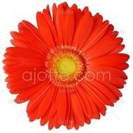 Gerbera Flower