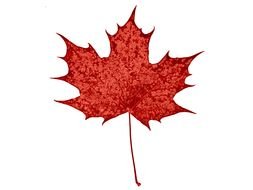red maple leaf on a white background