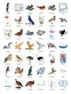 many birds drawing