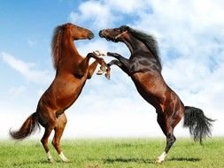 horses stand on their hind legs in a green meadow