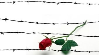a rose lies on a barbed wire