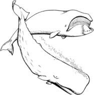 painted two whales