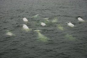 Beluga Whales Pod in water