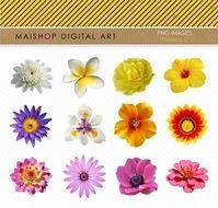 Clipart Flowers Hibiscus White Yellow Orange Lilac Purple Pink