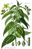 stinging nettle N2