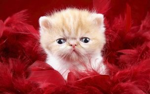 red kitten on a red coverlet