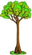 tall Spring Tree at black background, Clip Art