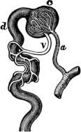 Minute Structure Of The Kidney as a picture for a clipart