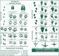 Identify Animal Tracks Footprints