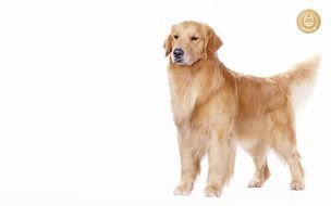 Golden Retriever dog photo