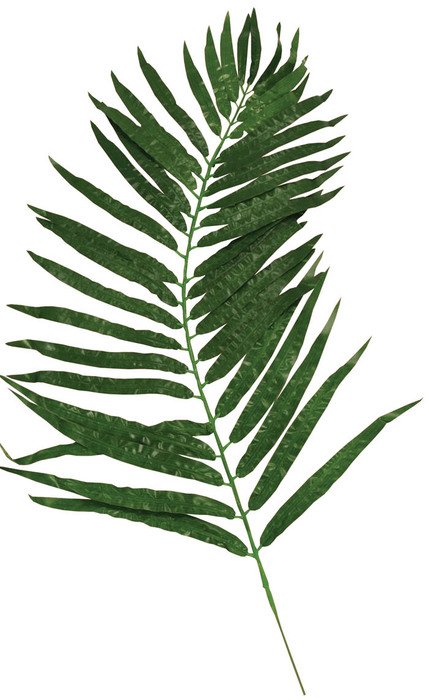Palm Branches drawing