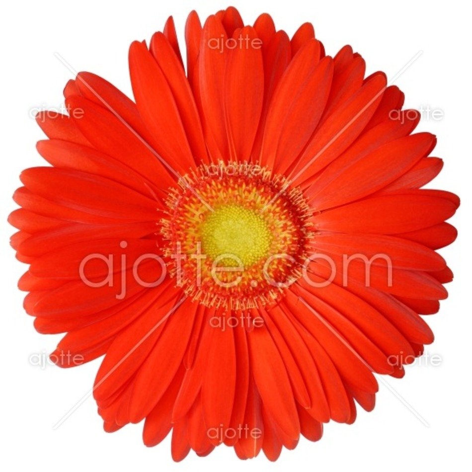 Gerbera Flower
