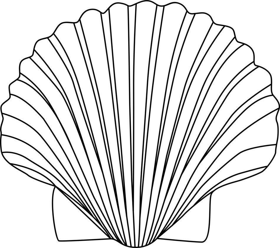 Sand Dollar Clip Art N11