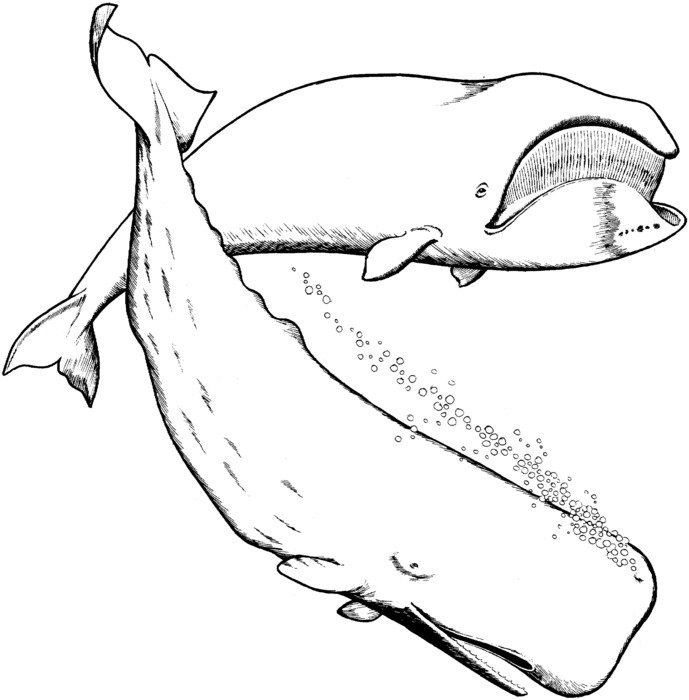 painted two whales