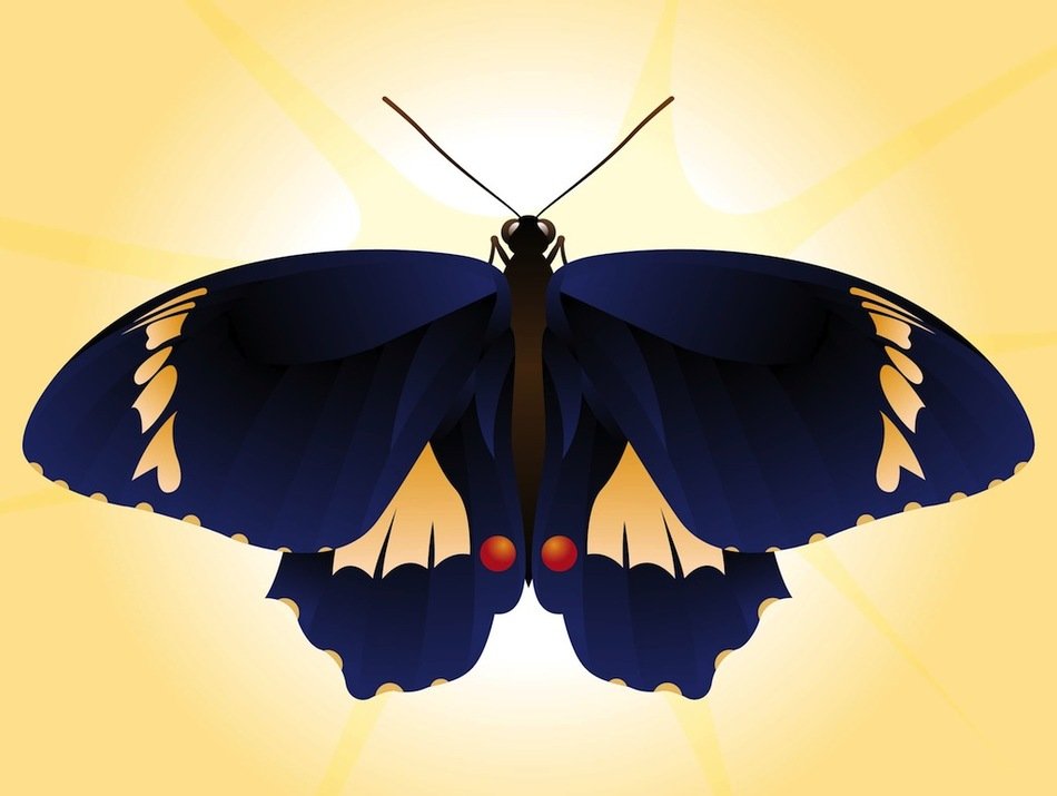 Beautiful Vector Butterfly