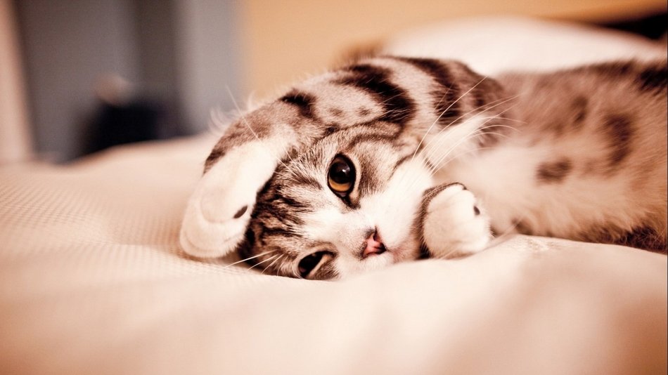Cute Kitten laying on side with paw on head