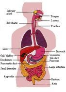 Diagram Of Human Digestive System clipart