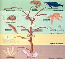 Animal Kingdom Classification