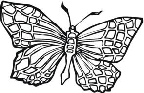 Butterfly as a graphic illustration