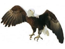 Beautiful black and white American Bald Eagle clipart