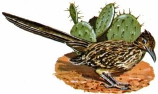bird near the cactus as a graphic illustration