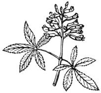Ohio State Buckeye Leaf Clip Art