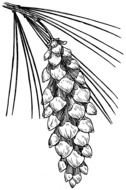 Pine Cone Clip Art drawing