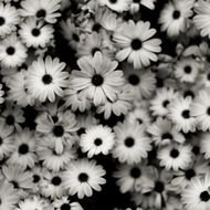 Tumblr Black And White Flowers