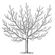 Black and white drawing of the tree in winter clipart