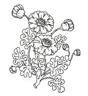 illustration of black and white flowers as a graphic