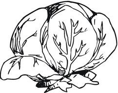 Lettuce Coloring Page