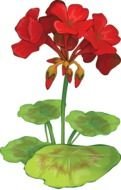 geranium, plant with red flowers, cutout