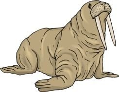 Walrus Clip Art N6