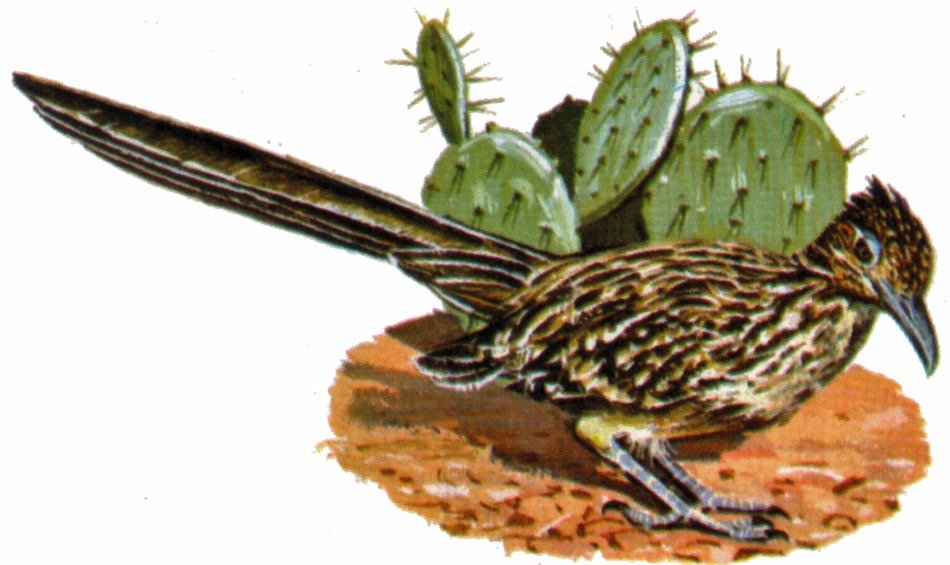 bird near the cactus as a graphic illustration
