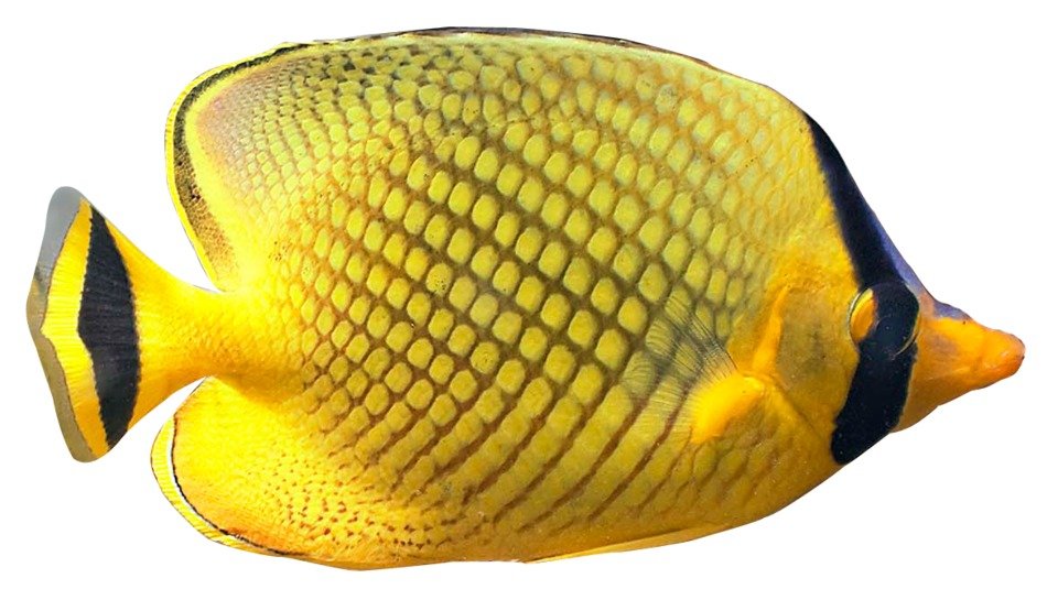 Transparent Fish N2
