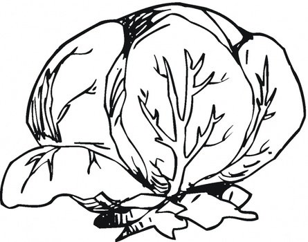 Lettuce Coloring Page