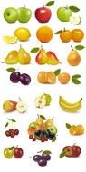 Vector Fruit drawing