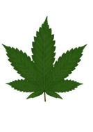 Green Marijuana Leaves Clip Art