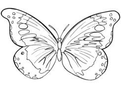 drawing of the Butterfly