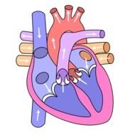 Human Heart Diagram Without Labels N4