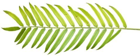 Palm Tree Leaf drawing