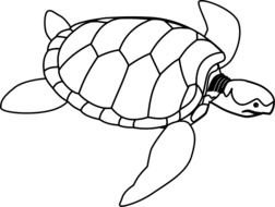 Sea Turtle as a picture for clipart