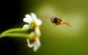 bee landing on the flower