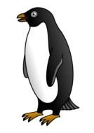 cute Penguin bird Clip Art drawing