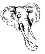 Black and white drawing of the head of the elephant clipart