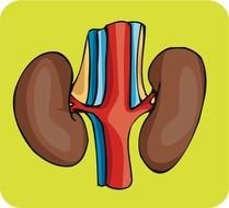 Body Organs Clip Art drawing