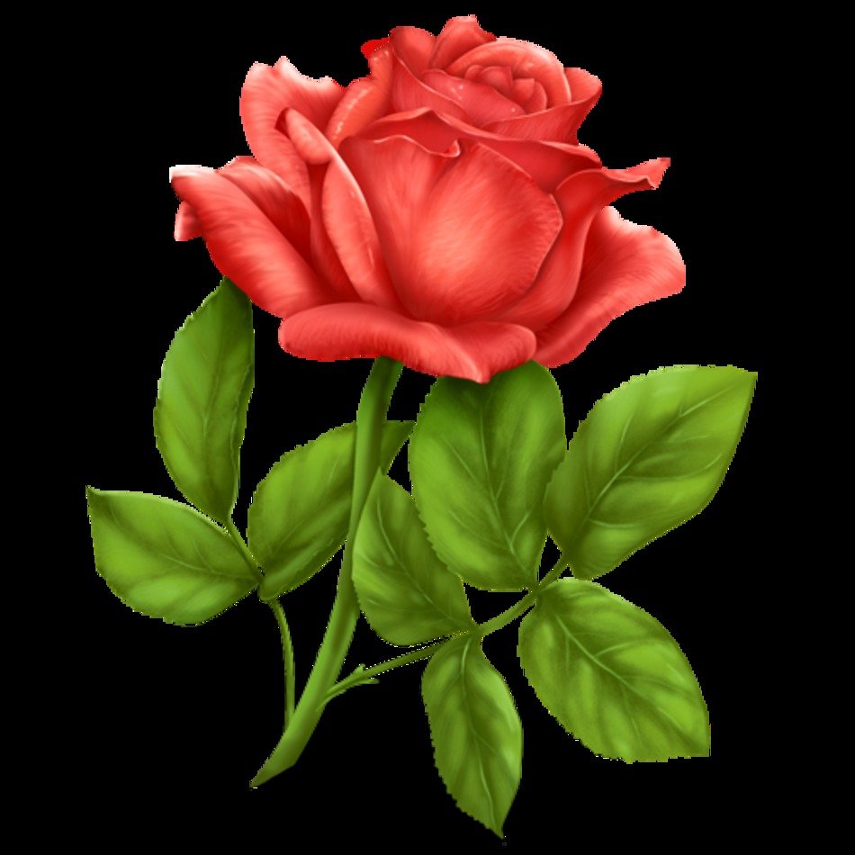 Rose Icon N2