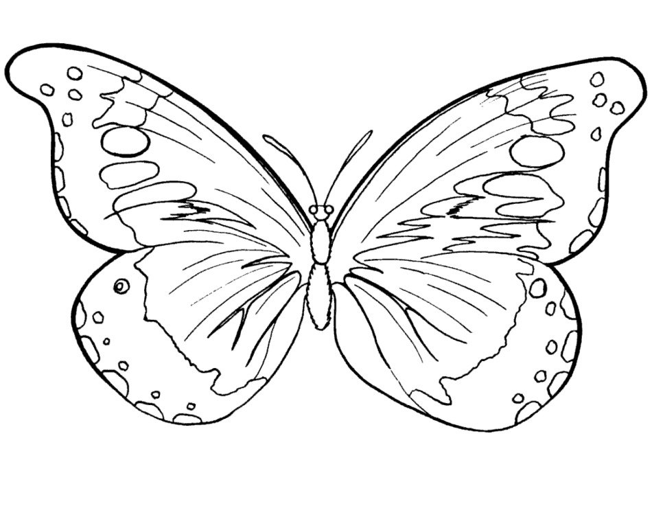 drawing of the Butterfly
