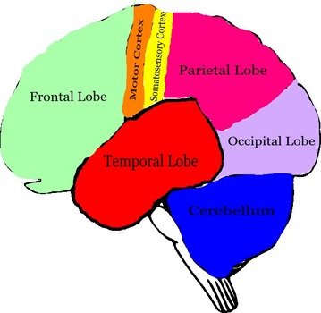 Brain Clip Art N82