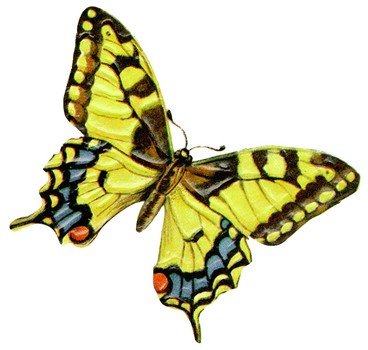 Butterfly as a picture for clipart